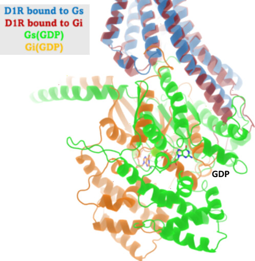 G Protein Selectivity in Dopamine Receptors